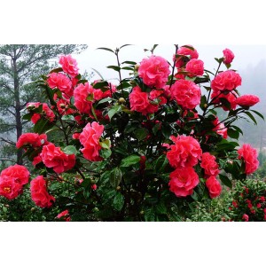 茶花基地