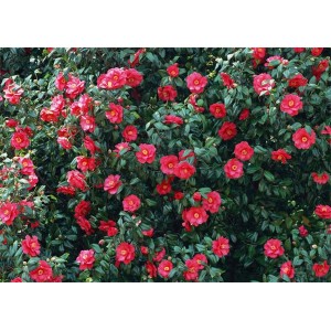 茶花供应商
