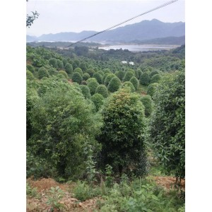 红豆杉