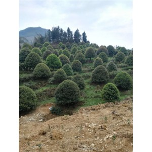 红豆杉基地