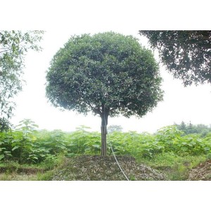 八月桂供应商