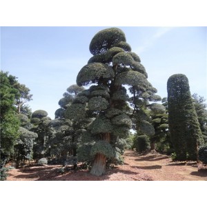 罗汉松基地