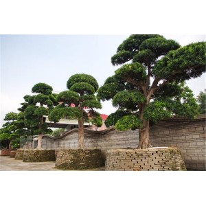 罗汉松供应商
