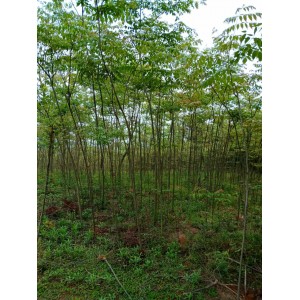 黄山栾树价格