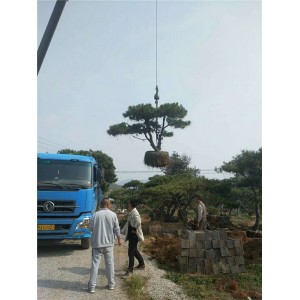 造型树