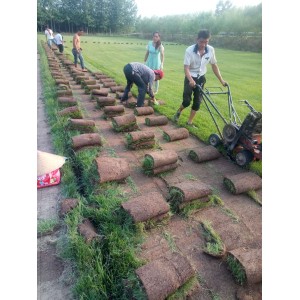 草坪