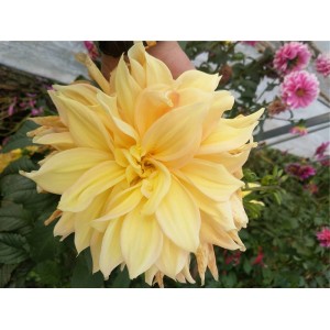 大丽花