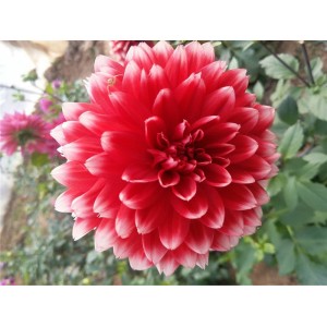 大丽花