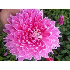 大丽花价格
