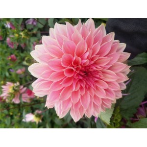 大丽花价格