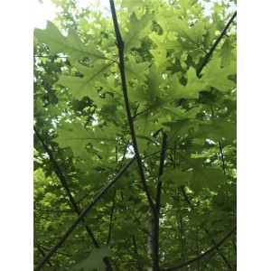 娜塔栎供应商