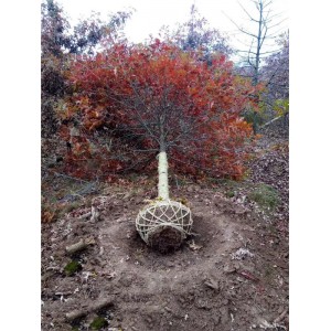 娜塔栎冬天红基地