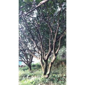 丛生香泡
