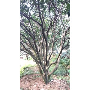 丛生香泡价格