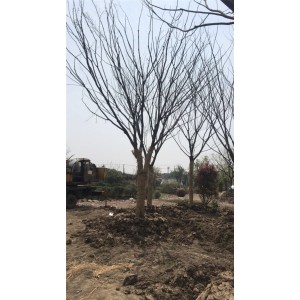 榉树
