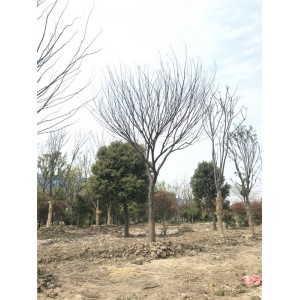 榉树基地