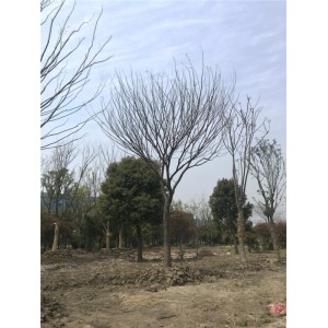 榉树价格