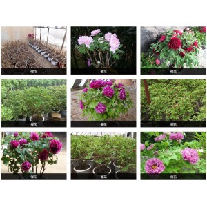 催花