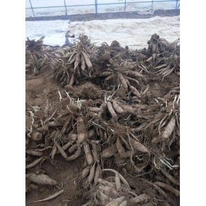 大丽花种球