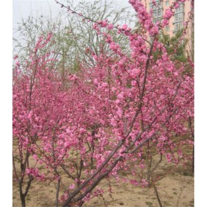 樱花价格