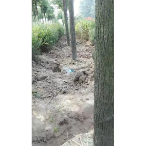 香樟基地