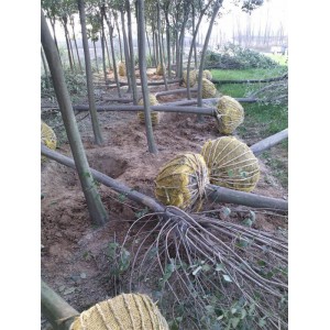 大叶女贞基地