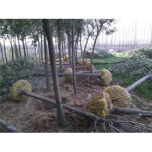 大叶女贞价格