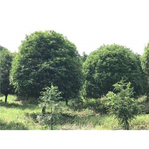 桂花基地