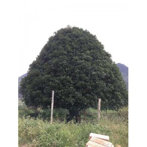 桂花基地