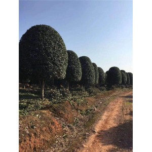 桂花基地