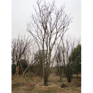 朴树结果