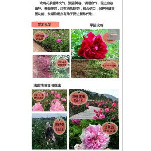 丰华一号营养杯苗基地