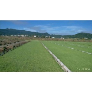 兰引三号草毯