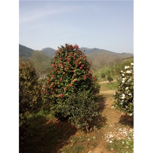 茶花