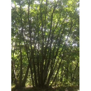 丛生五角枫价格