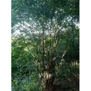丛生五角枫基地