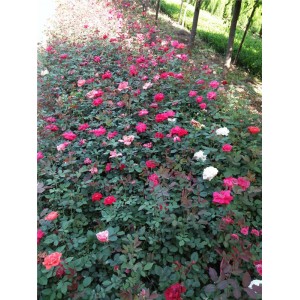 月季花