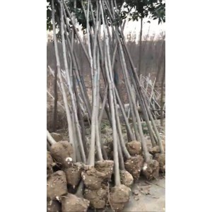 栾树基地