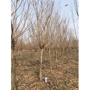 紫薇基地