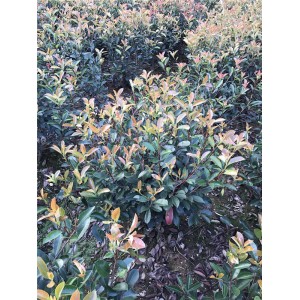 红叶石楠价格