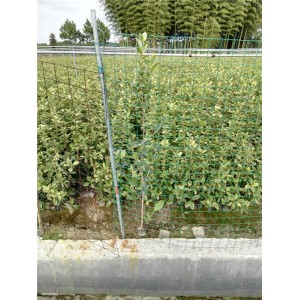 五彩桂高杆基地