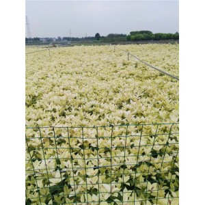 五彩桂高杆供应商