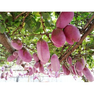 八月瓜鲜果