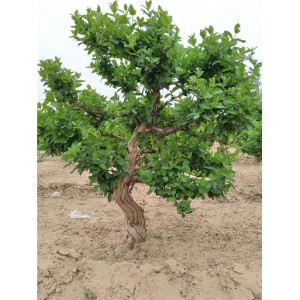 金银花树价格