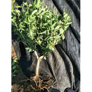 金银花树苗供应商