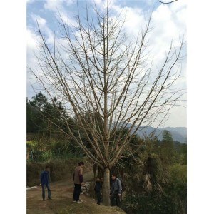 银杏种植