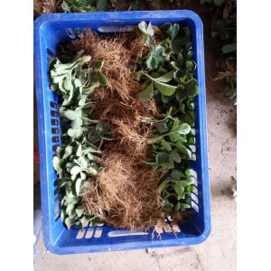 草莓种苗