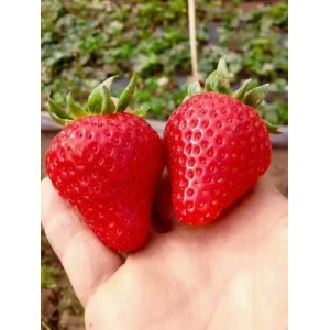 红颜草莓
