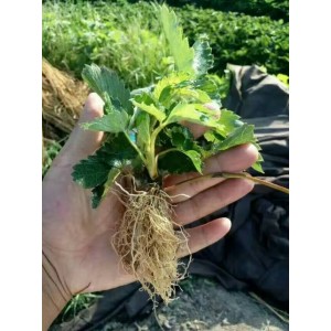 单株草莓种苗
