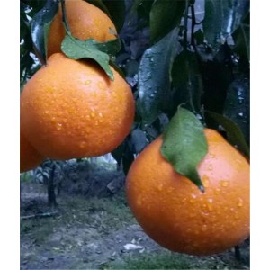 舂见(耙耙柑)